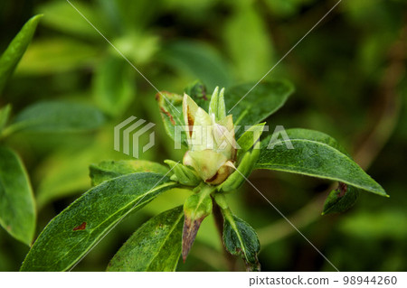 杜鵑花花蕾的特寫 杜鵑花花蕾的特寫 98944260