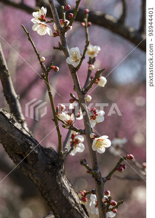 Dangling plum Dangling plum 98944401