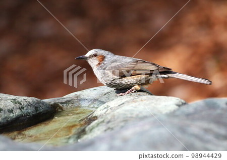 Brown-eared bulbul at the water Brown-eared bulbul at the water 98944429