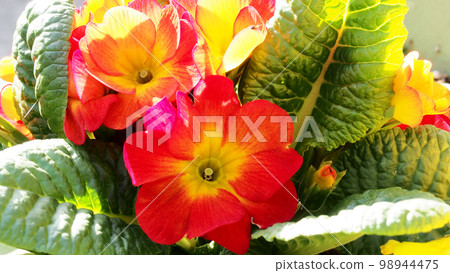 Flowers Flowers 98944475