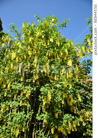 Yellow wisteria flower 98944550