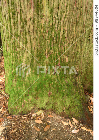 Climbing Mount Tsukuba, Ibaraki Prefecture 98944604