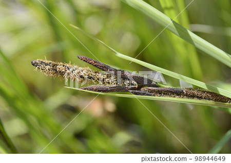 Black sedge 98944649