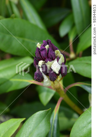 Rhododendron Marcel Menard 98944653
