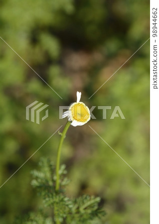 Mount Atlas Daisy Mount Atlas Daisy 98944662