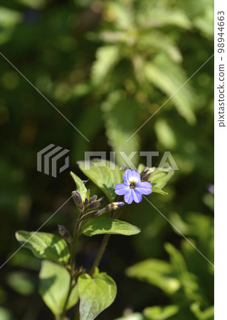 Bush violet Bush violet 98944663