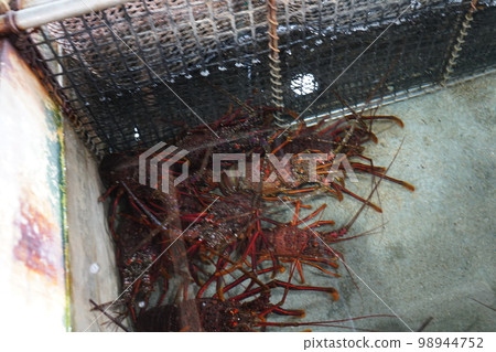 Shrimp Ise Shrimp Ise 98944752