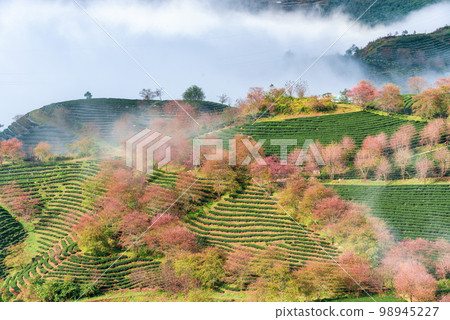 Cherry blossom in tea hill in Sapa, Vietnam in cloudy morning in spring 98945227