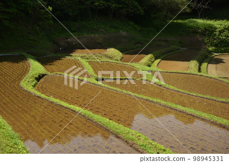 栃木縣茂木市石畑梯田 栃木縣茂木市石畑梯田 98945331