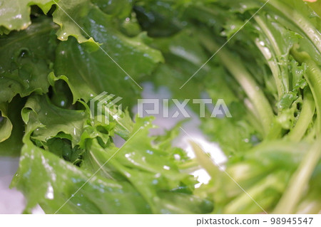 Endive Romanesca, a Western vegetable with a bright green color that looks fresh and delicious 98945547