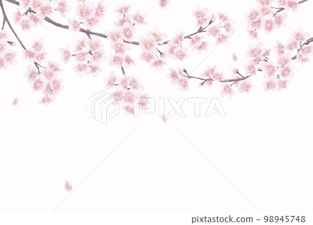 手繪櫻花_留言卡背景圖 手繪櫻花_留言卡背景圖 98945748
