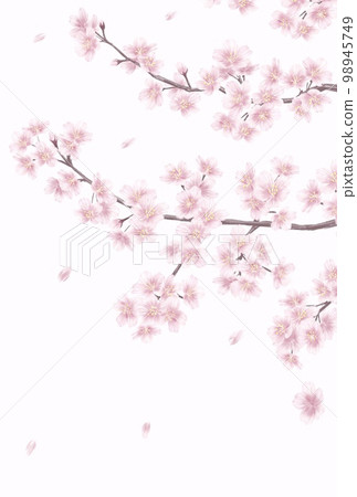 手繪櫻花_留言卡背景圖 98945749