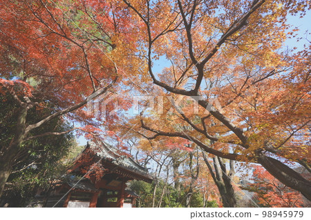 Autumn leaves of Hondoji Temple Matsudo City, Chiba Prefecture 98945979