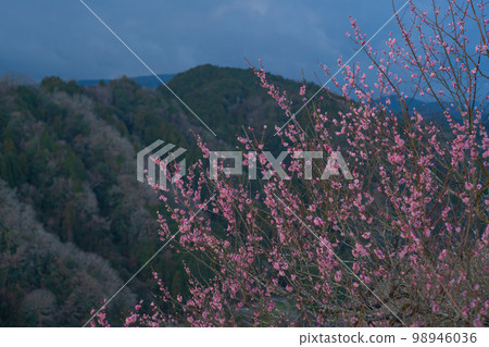 奈良縣奈良市築關市梅園的照片 98946036