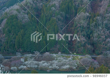 奈良縣奈良市築關市梅園的照片 98946037