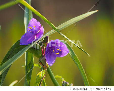  Spiderwort 98946169