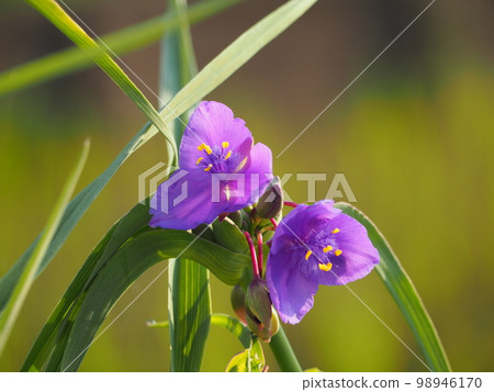  Spiderwort 98946170