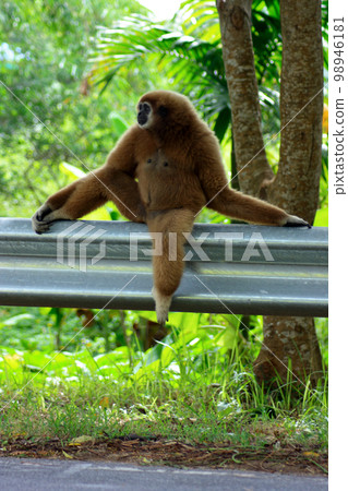 Gibbon seated on a Traffic barrier Gibbon seated on a Traffic barrier 98946181