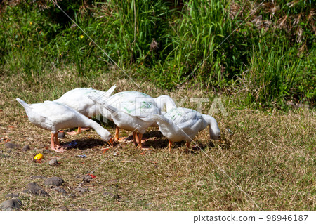 Flock of white geese 98946187