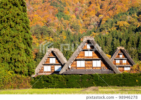 [白川鄉] 紅葉盛開和三胞胎合掌造 98946278