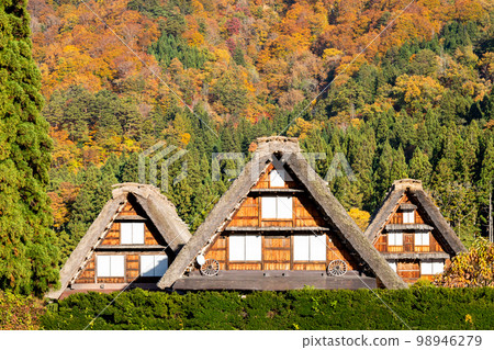 [白川鄉] 紅葉盛開和三胞胎合掌造 98946279