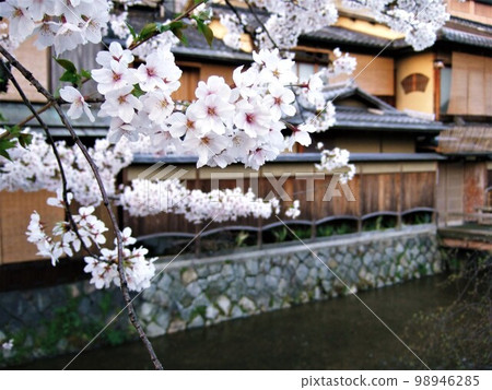 Cherry blossoms in Gion Shirakawa, Kyoto Cherry blossoms in Gion Shirakawa, Kyoto 98946285