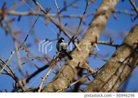 大山雀吃銀杏和李子芽 98946296