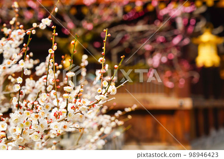 This is a photo of plum blossoms at Kitano Tenmangu Shrine in Kamigyo Ward, Kyoto City. 98946423