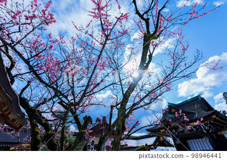 這是京都市上京區北野天滿宮的梅花照片。 98946441