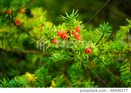 紫杉果實 98946577