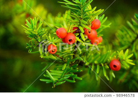 Yew fruit 98946578