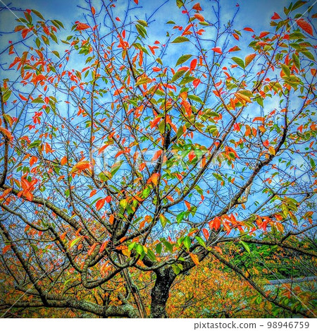 德島縣風景 德島縣風景 98946759