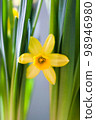 Yellow Narcissus flower 98946980