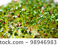 Sprouting of the seeds (linseeds) 98946983