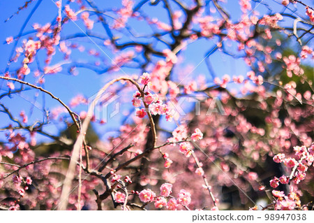 Cute weeping plum blossoms in early spring in March Cute weeping plum blossoms in early spring in March 98947038