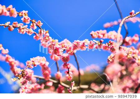 Cute weeping plum blossoms in early spring in March Cute weeping plum blossoms in early spring in March 98947039