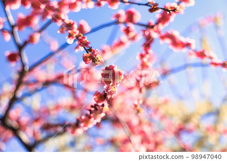 Cute weeping plum blossoms in early spring in March Cute weeping plum blossoms in early spring in March 98947040