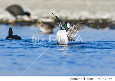 A rare species of duck that migrated to the Tama River, the popular Buffalo with a beautiful rainbow-colored head A rare species of duck that migrated to the Tama River, the popular Buffalo with a beautiful rainbow-colored head 98947066