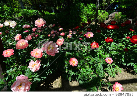 Yushien的牡丹 98947085