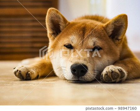 Shiba Inu puppy looks like a little fox 98947160