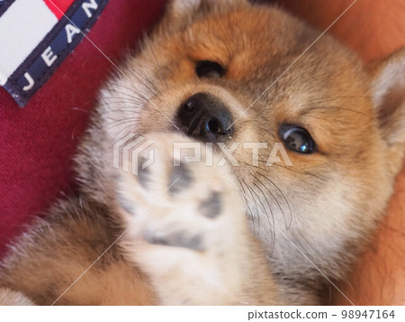Shiba Inu puppy looks like a little fox Shiba Inu puppy looks like a little fox 98947164