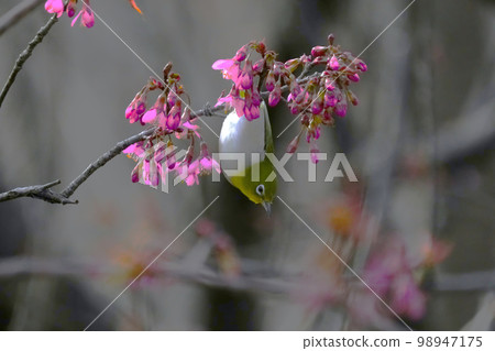 白眼 白眼 98947175