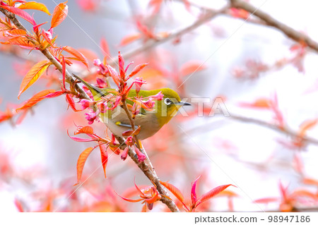White-eye White-eye 98947186