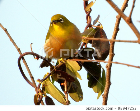 White-eye 98947252