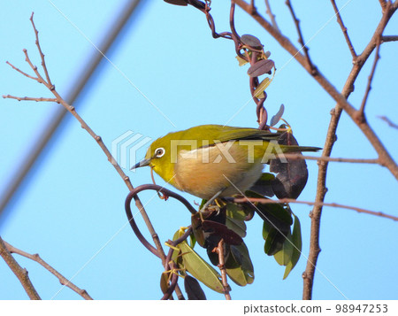 White-eye 98947253