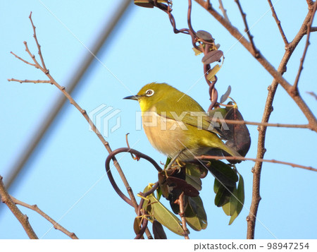 White-eye 98947254