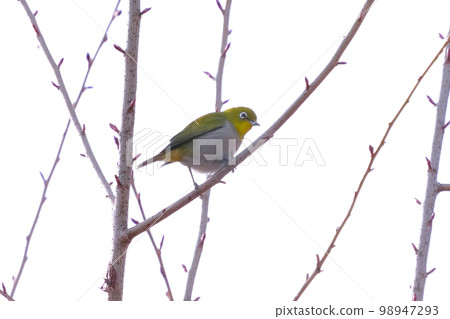 White-eye White-eye 98947293
