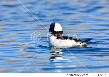 A rare species of ducks that came to the Tama River, the popular Buffalo with beautiful pure white wings and a rainbow-colored face A rare species of ducks that came to the Tama River, the popular Buffalo with beautiful pure white wings and a rainbow-colored face 98947294