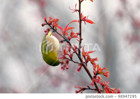 White-eye White-eye 98947295
