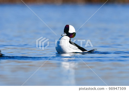 A rare species of ducks that came to the Tama River, the popular Buffalo with beautiful pure white wings and a rainbow-colored face A rare species of ducks that came to the Tama River, the popular Buffalo with beautiful pure white wings and a rainbow-colored face 98947309